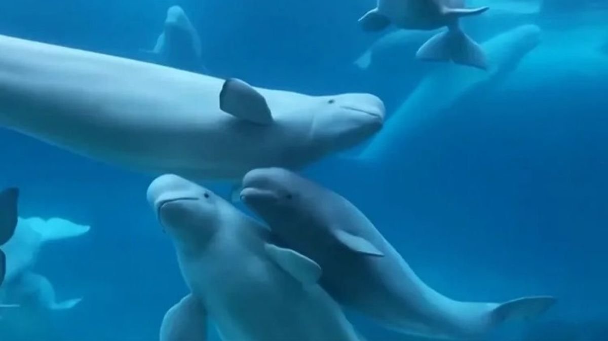 30 de balene beluga, salvate de o operațiune internațională
