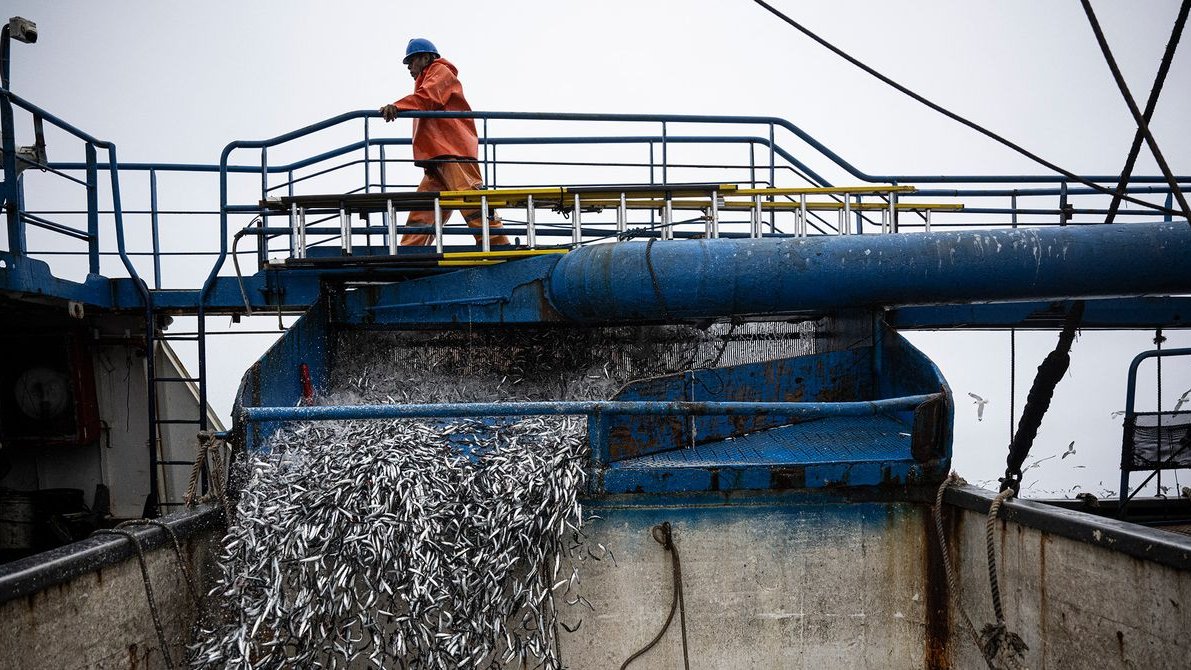 El Niño golește oceanul: ce se întâmplă cu peștele tău