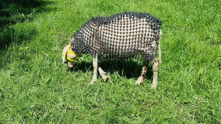 Fermierul care a îmbrăcat oile în zale medievale ca să scape de lupi