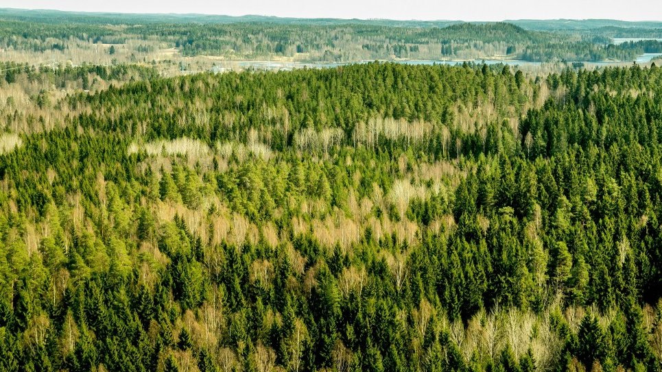 Finlanda oprește Google după ce contractorii au ras sute de hectare de pădure