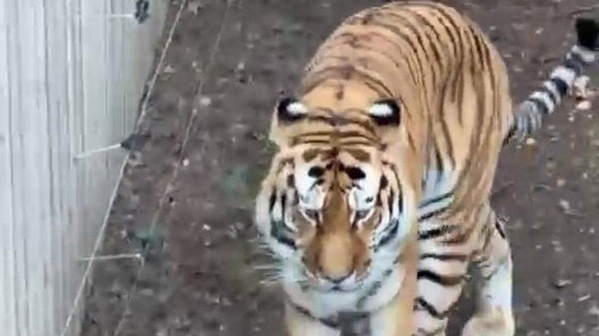 Fost actor copil, ucis de un tigru la Yorkshire Wildlife Park. Reacția PETA împarte internetul