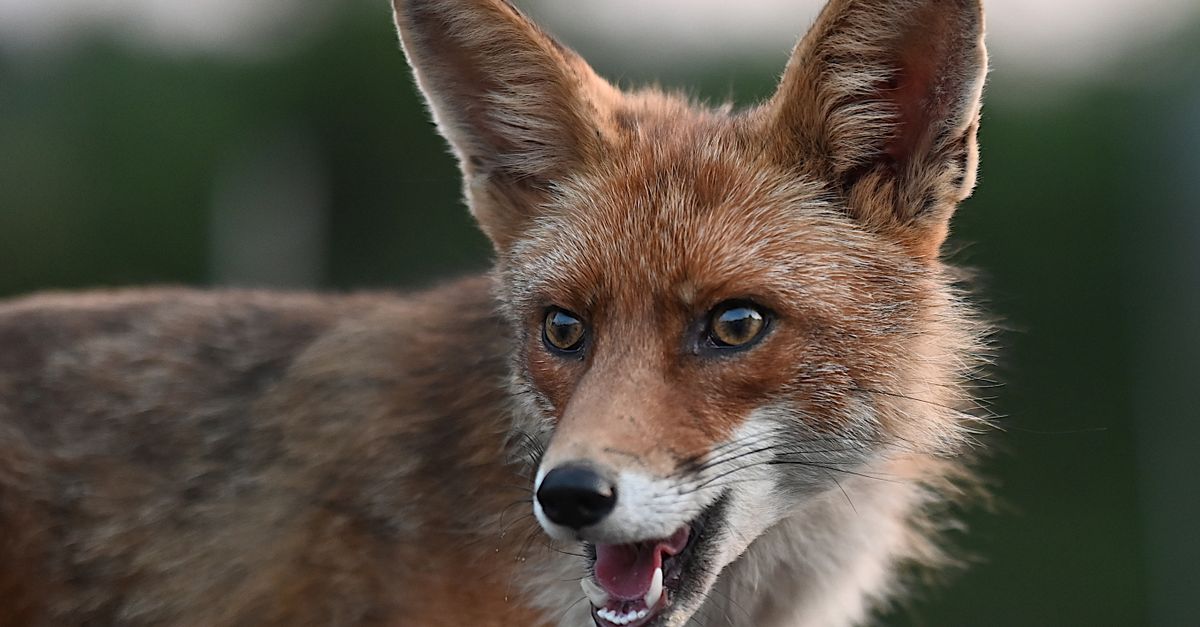 Prezentatoarea Fox Business musca de un pitbull in Whole Foods da magazinul in judecata