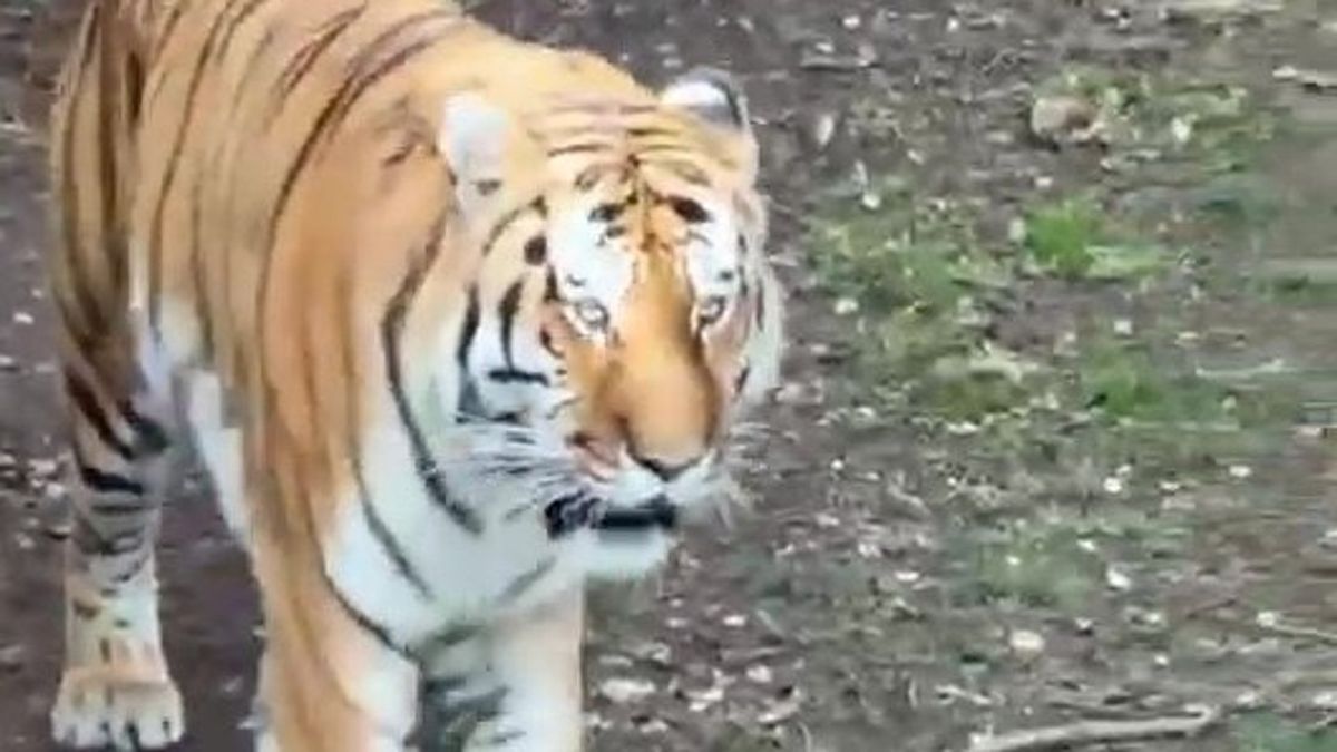 Ce se întâmplă cu Altai, tigrul care a ucis un bărbat intrat în țarcul lui la Yorkshire Wildlife Park