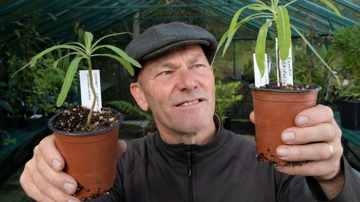Un copac căzut a ucis un curator botanic în furtuna Boelo